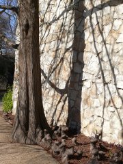204  320x240 tree at the alamo Featured Items