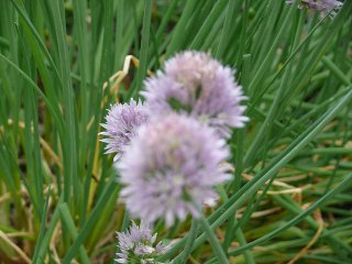 207  320x240 purple flower Featured Items