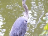 thumbs 1409604415 6165f79cea 342617021 O Wildlife