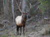 thumbs 2159558265 0ace3de220 342617003 O Wildlife