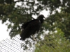 thumbs black+vulture 1306136647 O Wildlife