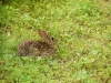 thumbs brown+rabbit 1306136661 O Wildlife