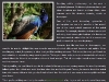 thumbs wildlife photography Writing Samples