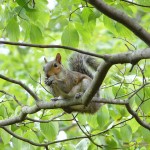Critter in tree
