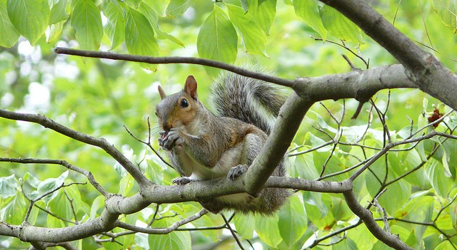 Critter in tree