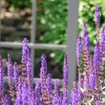 Purple flowers