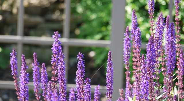 Purple flowers