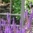 Purple flowers