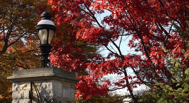 trees in the fall