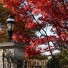 trees in the fall