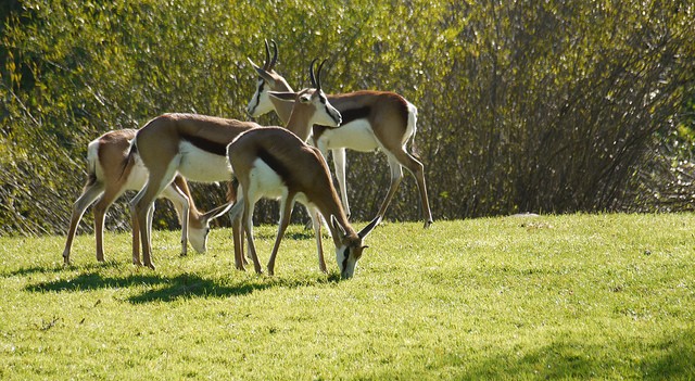animals in the wild