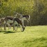 animals in the wild